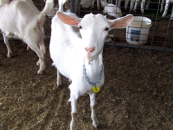 Adıyamanda İsviçre Saanen Keçi Çiftliği