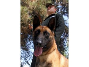 Kahraman Köpeklerin Nefes Kesen Gösterisi