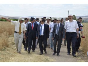 “Hasat Bayramı” Haymana’da Gerçekleştirildi