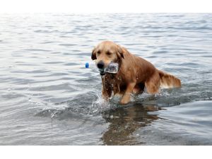 (Özel Haber) Çevreci Köpek ‘Sezar’ İş Başında