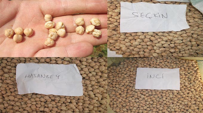 İsrail’in tohum politikasına karşı proje geliştirdiler