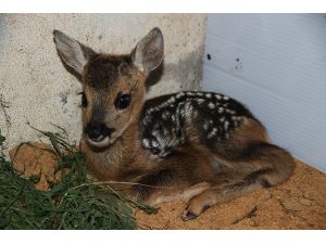 Bakan Eroğlu: “Yaban Hayatını Korumak Vazifemizdir”
