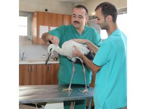Yaralı Leylek Sağlığına Kavuşturuldu