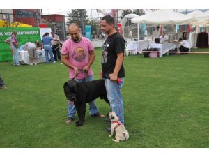 Köpek Irkları Nilüfer’de Tescillenecek