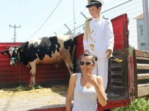 (Özel Haber) Düğün Konvoyuna Katılanlara Dana Hediye Etti