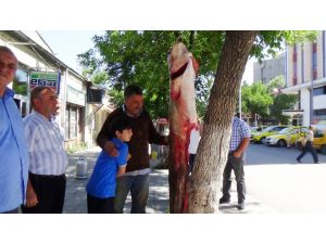 Kars’ta 2 Metrelik Yayın Balığı Yakalandı