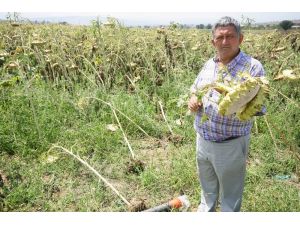 Yenişehir’de Dolu Ekili Arazilere Zarar Verdi