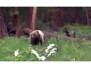 Saldırgan Ayı Böyle Öldürüldü