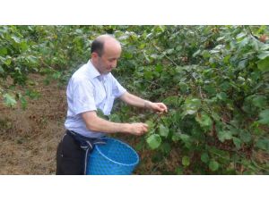 Cumhurbaşkanı Adaylarına Fındık Yolladı