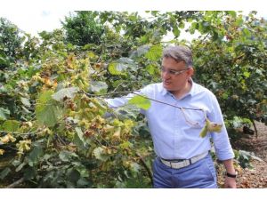 Fındıkta Fiyat Karmaşası