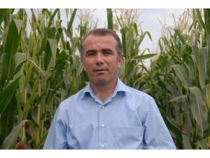 Diyarbakır’da Mısır Üretim Alanlarında Artış