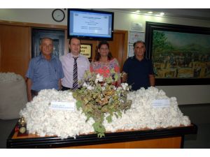 Çukurovada Sezonun İlk Pamuğu Kilosu 31 Tl Sembolik Bedelle Satıldı