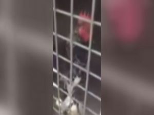 Ekmeleddin Diye Öten Horoz