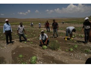 Yozgat’ta 3 Bin Dekar Arazi Doludan Zarar Gördü