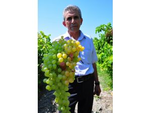 (Özel Haber) Üzümde Rekolte Bilmecesi