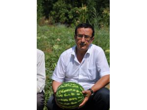 Çavuşköy Karpuzu Adana Karpuzu İle Yarışıyor