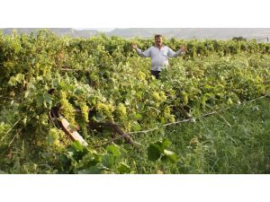 Fırtına Bağlara Zarar Verdi