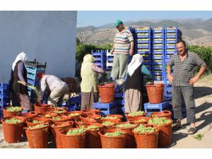 Soygür: Üzüm İhracatında Hedef 200 Milyon Doları Geçmek