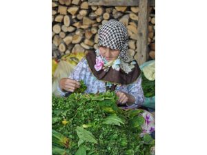 Tütün Üreticileri Rekolteden Memnun, Fiyattan Şikayetçi