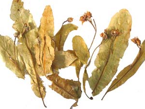 En İyi Tedavi Ihlamur