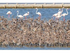 İzmir Kuş Cenneti Flamingo Yolu Gibi