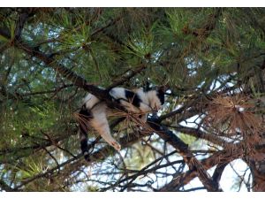 Yavru Kedi İkinci Operasyonda Kurtarıldı