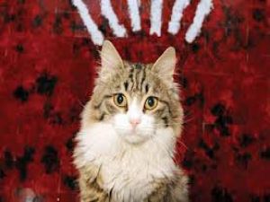 Chp’nin Kadrolu Kedisi ‘Şero’ Seçimlerde Görev Başında