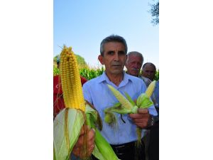 (Özel Haber) Mısır Üreticisi Kaygılı