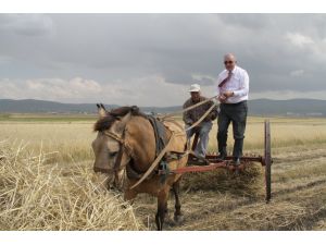 Chpli Öğüt Çiftçileri Oy Kullanması İçin Sandığa Gönderdi, Kendi Çalıştı