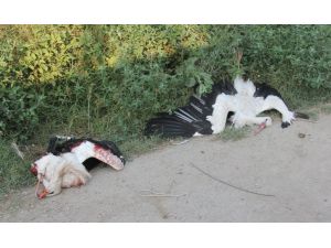 İncirlikten Kalkan Uçak Leylek Sürüsüne Çarptı