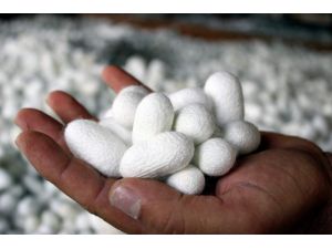 (Özel Haber) Eskişehirde İpek Böcekçiliği