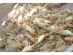 Kerevitte Sezon Açıldı