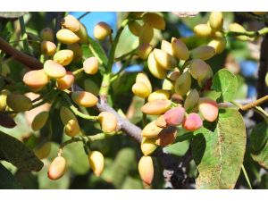 Antep’in Fıstığı Manisa’dan