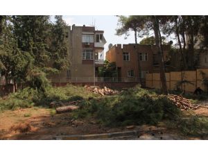 Mahalle Sakinleri Ağacına Sarılarak Sahip Çıktı