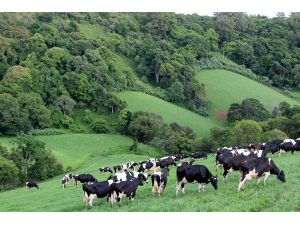 Ordu’da Hayvancılığa Büyük Destek