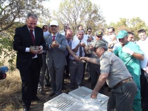 Çekirge Ve Süne İle Mücadele İçin Doğaya Keklik Bırakıldı