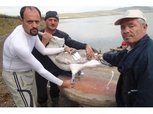 Tepeli Pelikanlar Uydudan İzlenecek
