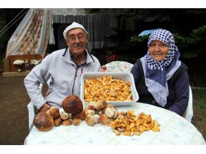 (Özel Haber) Uludağda Her Yerden Mantar Fışkırıyor