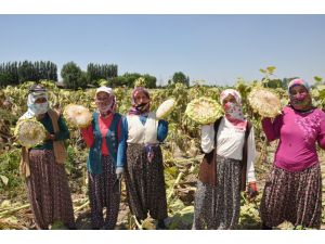 Ayçekirdeği Hasadı Umutlu Başladı