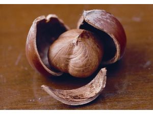 Fındık Her Alanda Ham Madde