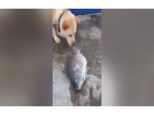 Altın Kalpli Köpek