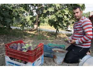 Kraliçe İncirinin Hasadına Başlandı