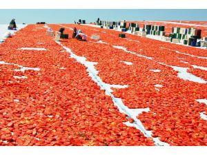 Avrupa’nın Kuru Domatesi Manisa’dan