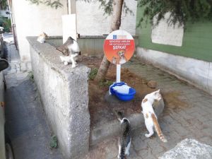 Üsküdarlı Gençler Sokak Hayvanları İçin El Ele