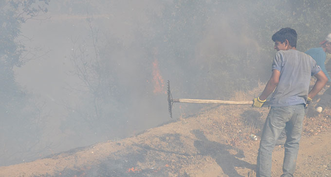 Ekinözü’nde Orman Yangını