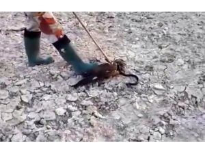 Yılan Şahine Dolandı Ama ... !