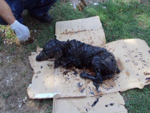 Zift İçinde Kalan Köpek Ölümden Döndü