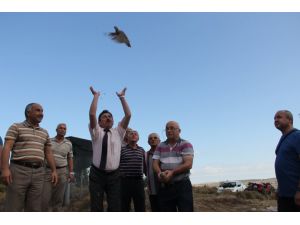 Çanakkale’de 500 Keklik Doğaya Salındı