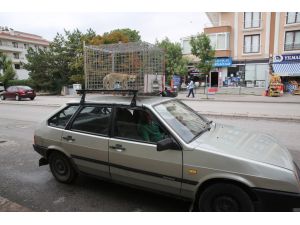 Gölbaşı’nda Kuduza Karşı Ağızdan Aşılama Kampanyası