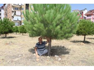 Denizlide Mahalleliden Ağaç Nöbeti